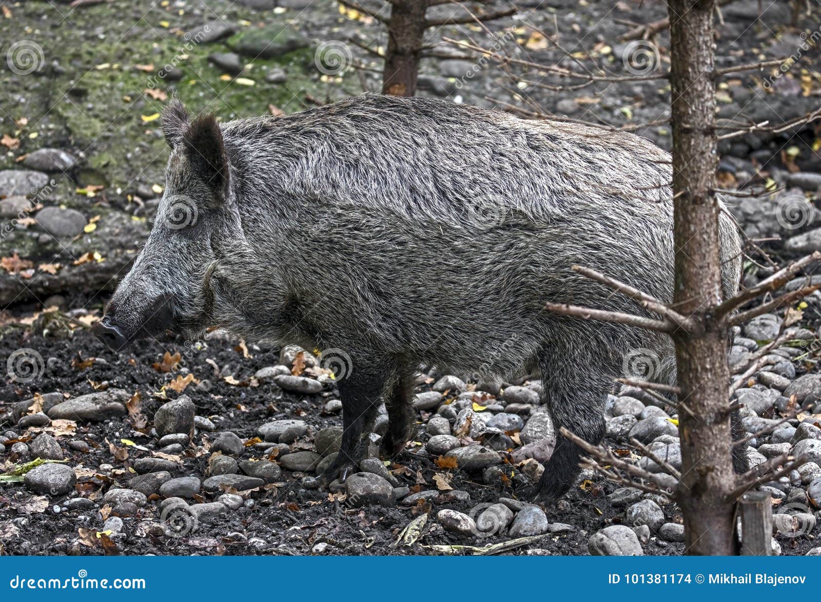Wild boar 16 stock photo. Image of environment, bacon 101381174