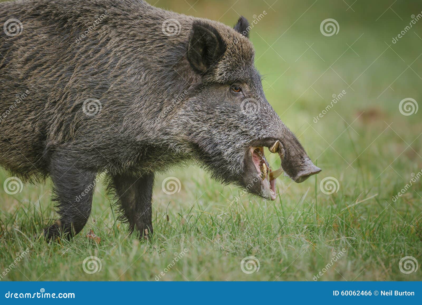 wild boar, male, foraging for apples