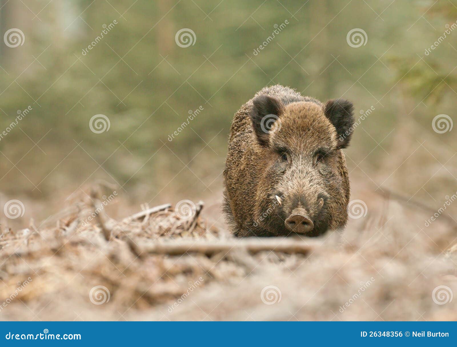 wild boar male in german forest