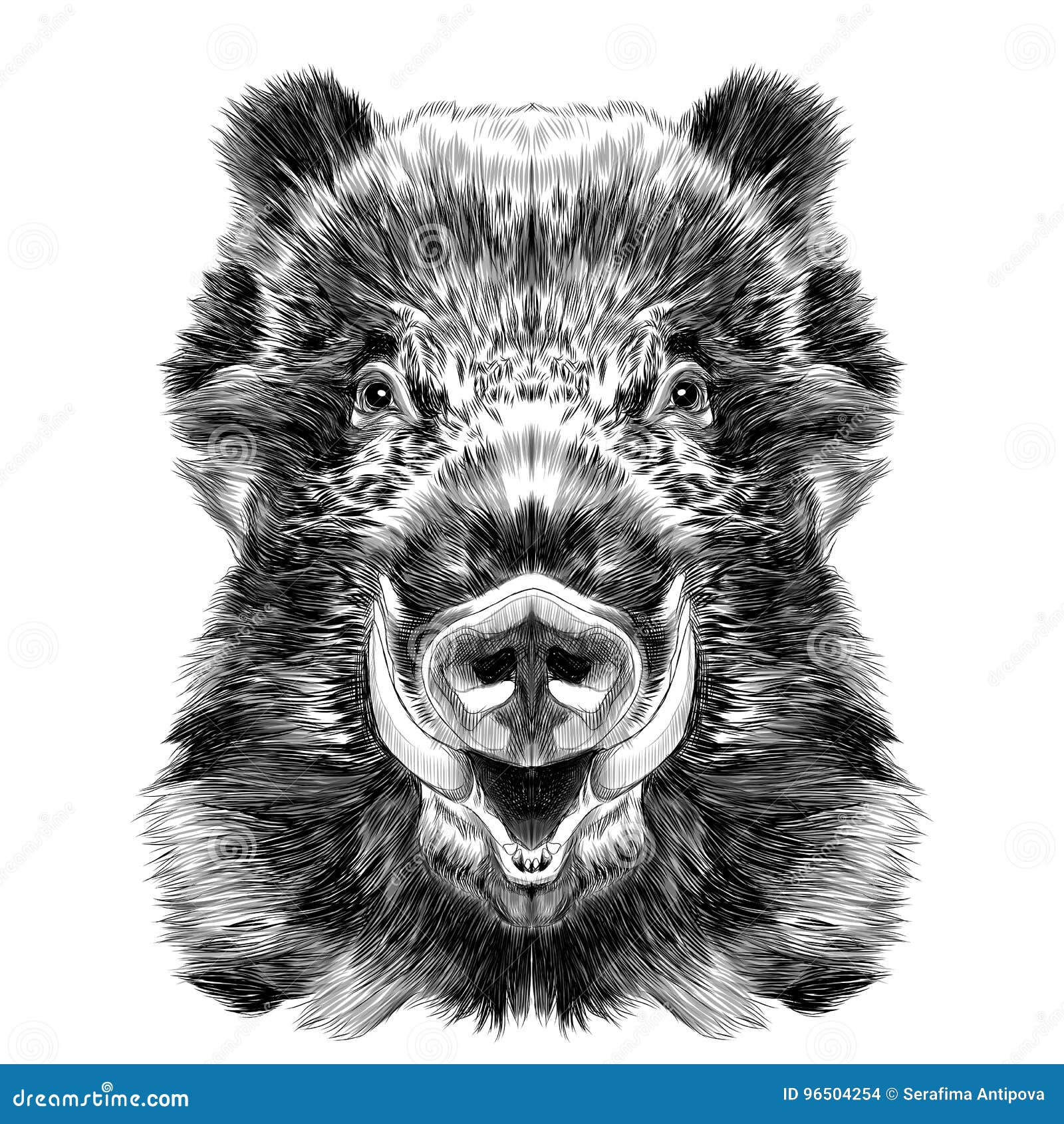 wild boar muzzle sketch  graphics