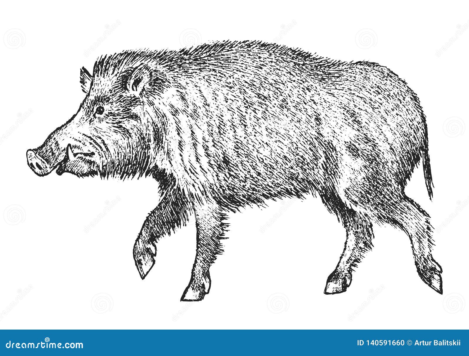 wild boar, pig or swine, forest animal.  of the north. vintage monochrome style. mammal in eurasia. engraved hand