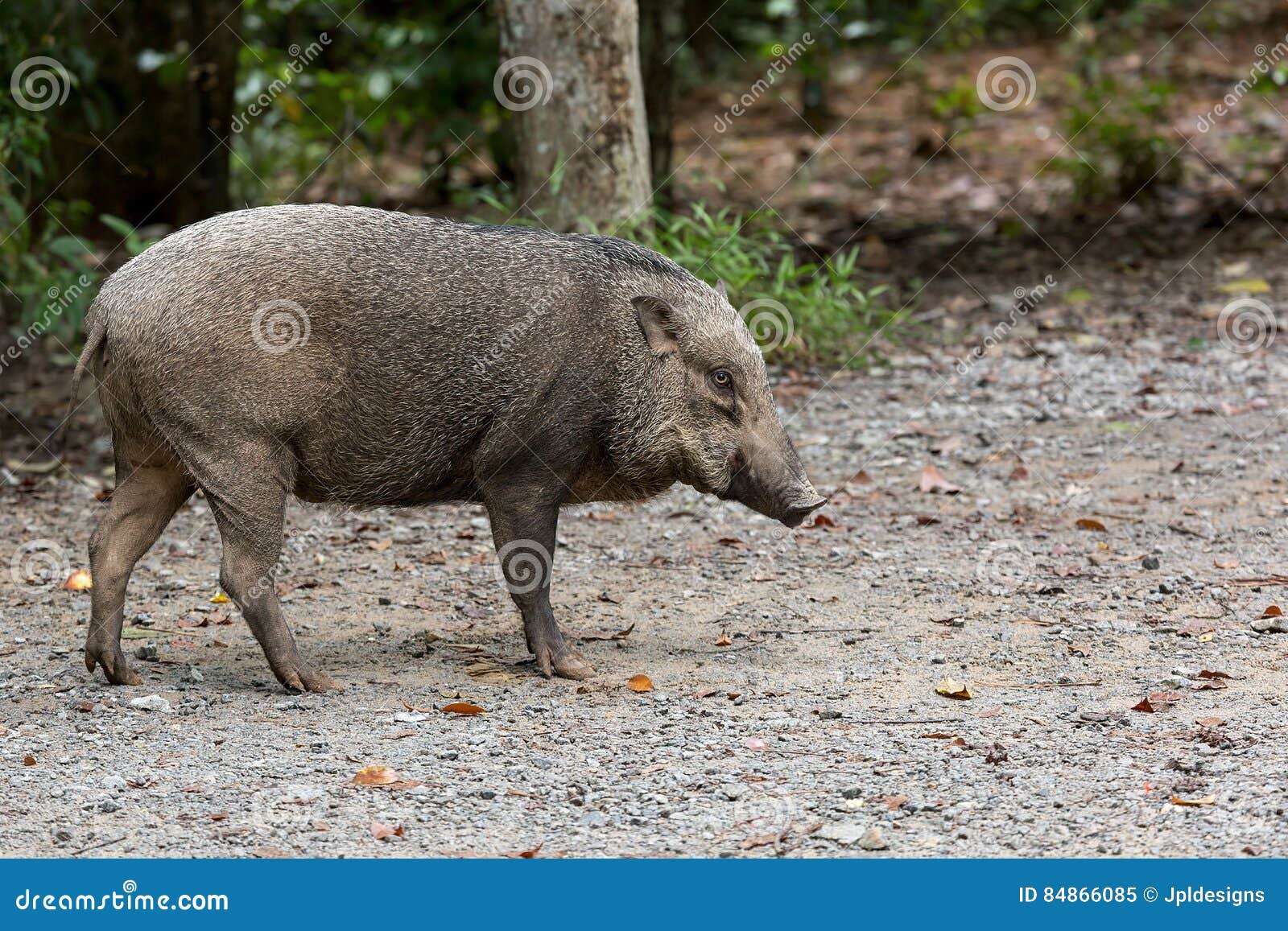 wild boar at pulau ubin island