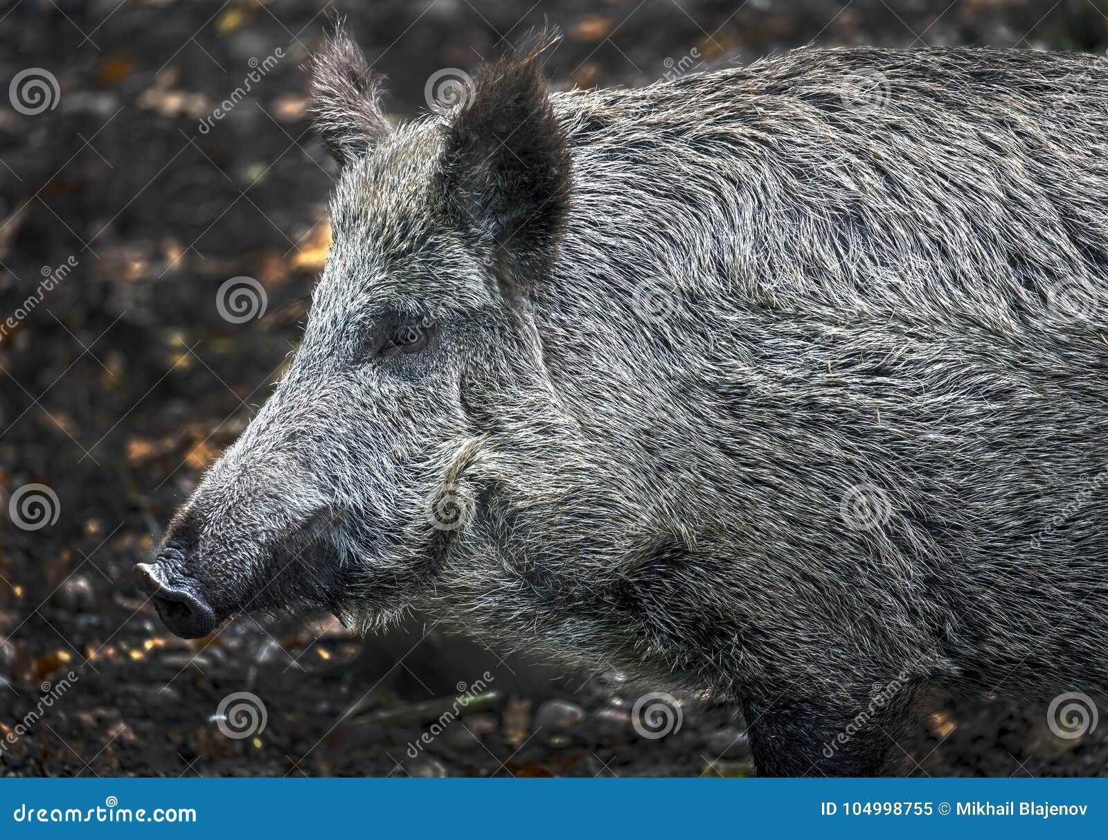 Wild boar`s head 2 stock image. Image of wildlife, omnivorous 104998755