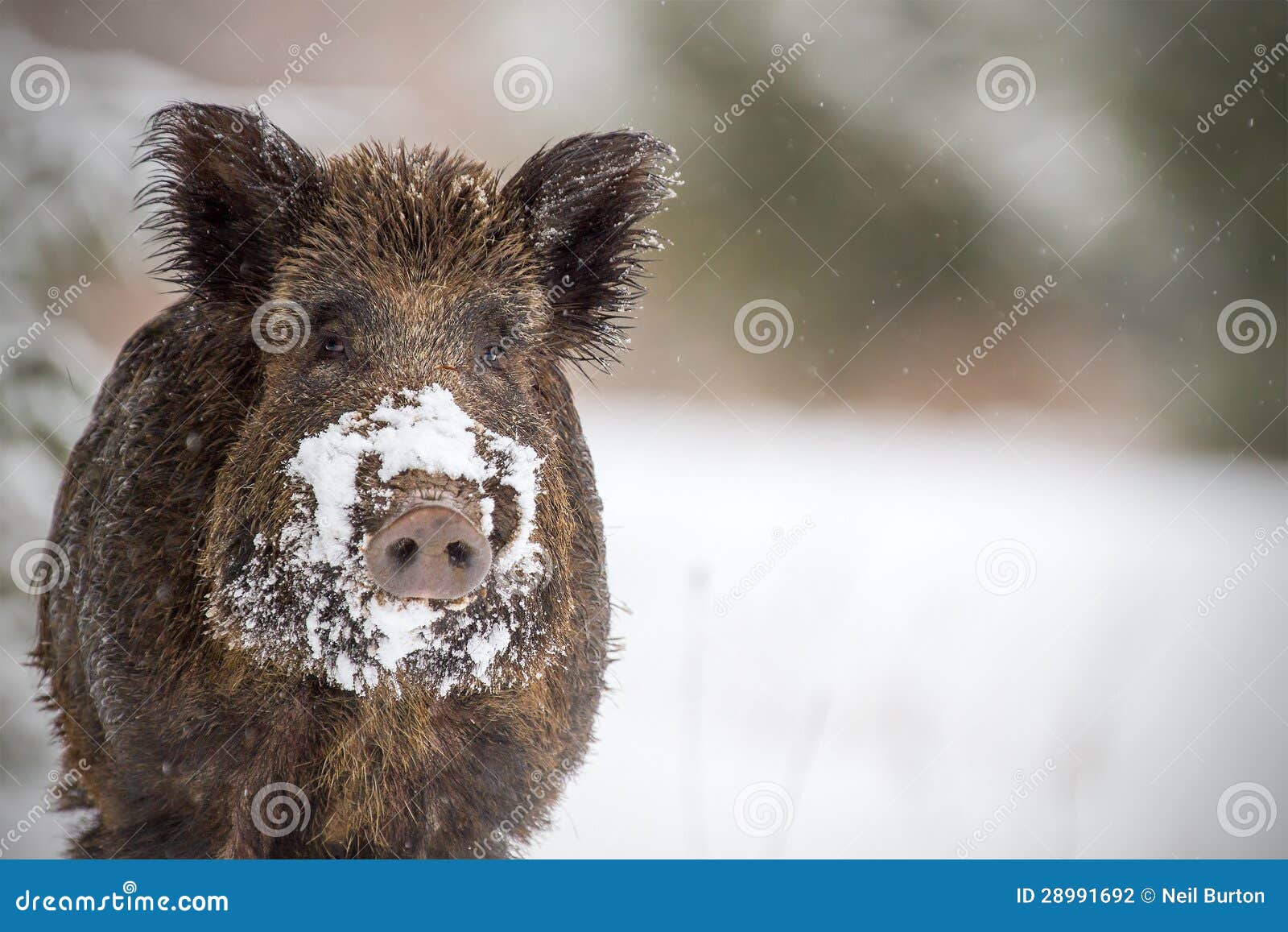 wild boar with snow on snout