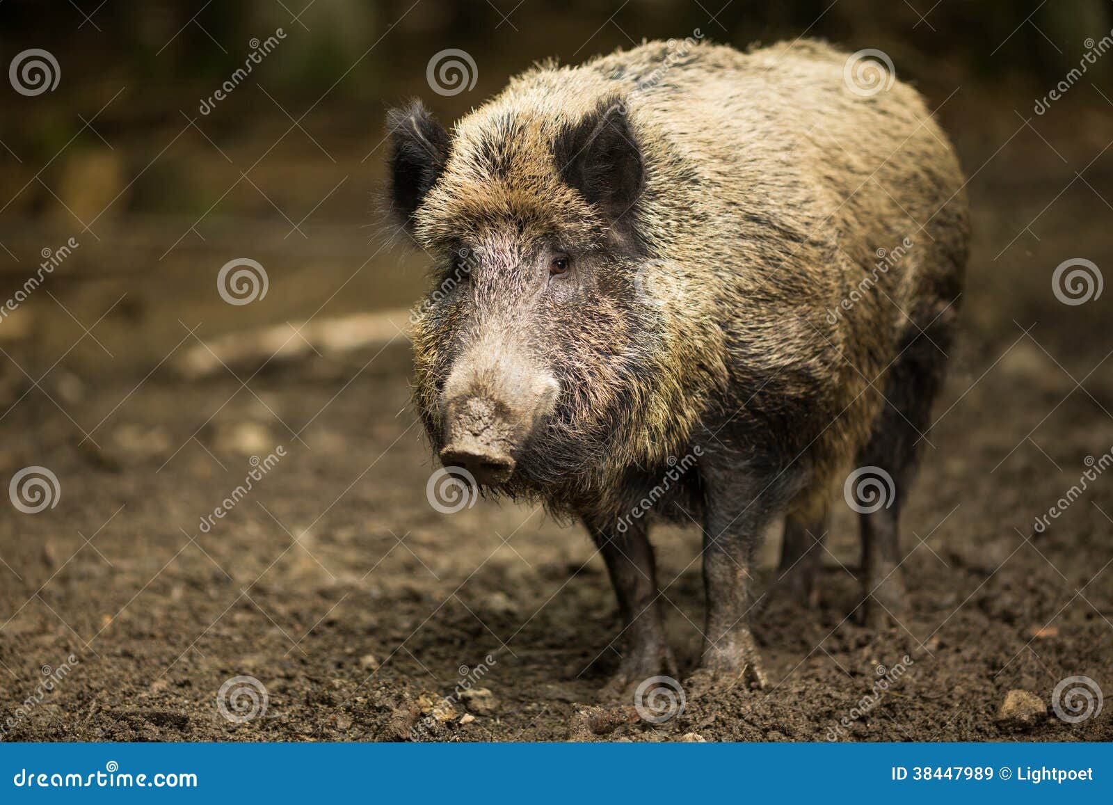 Suso hi-res stock photography and images - Page 6 - Alamy