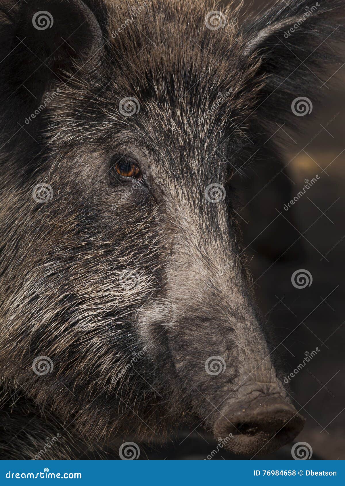 Wild Boar stock photo. Image of boar, wild, eyes, swine 76984658