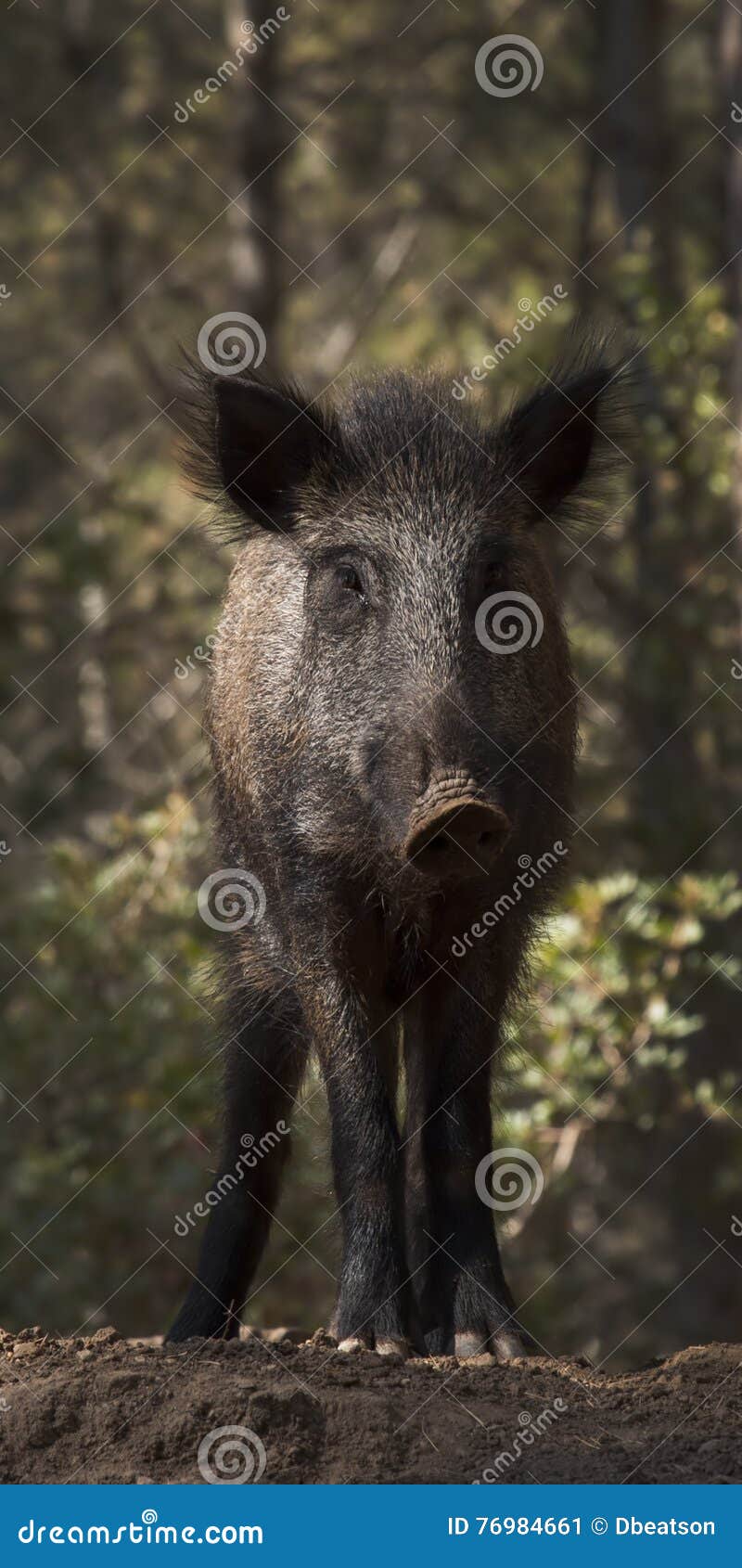 Wild Boar stock image. Image of spain, hair, ears, forage 76984661