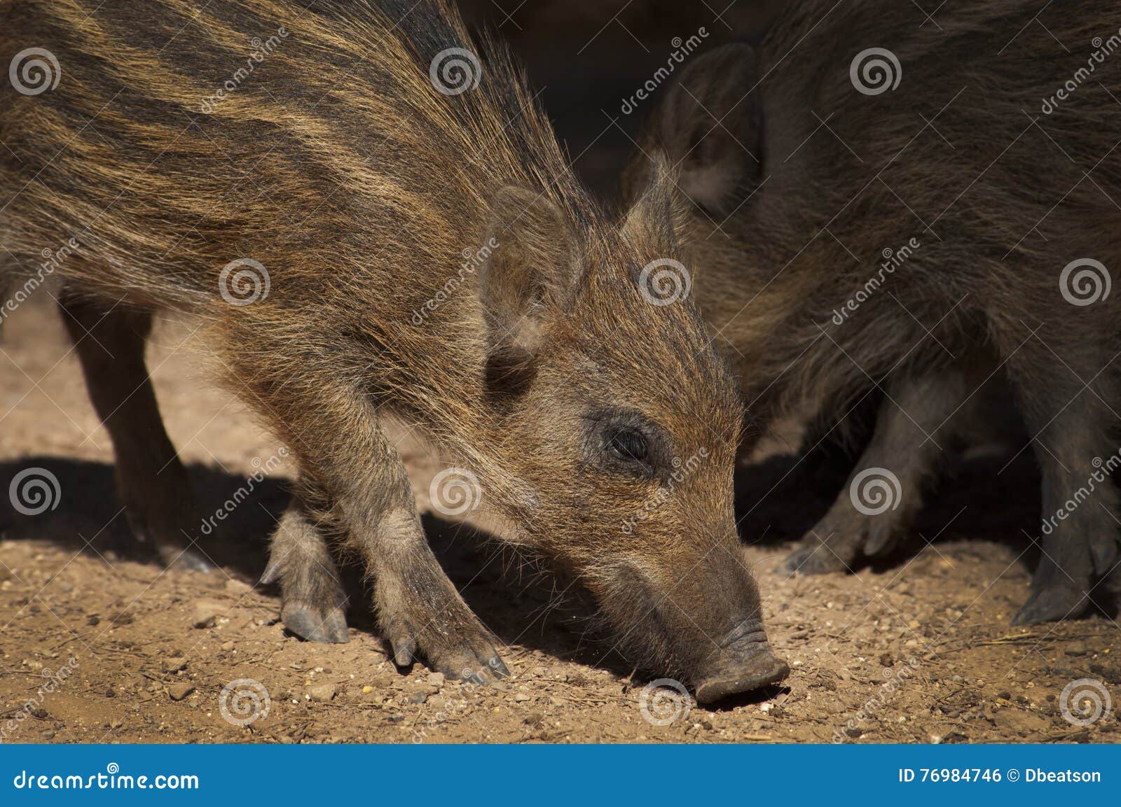Wild Boar stock photo. Image of forage, wild, spain, boar 76984746