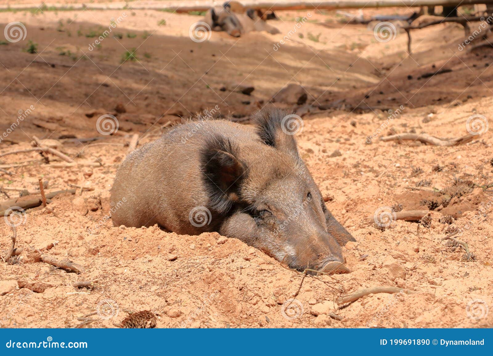 Wild Boar, Sus Scrofa, Chilling in the Wildlife Park in Silz/Palatinate in  Germany Stock Photo - Image of hunt, forest: 199691890