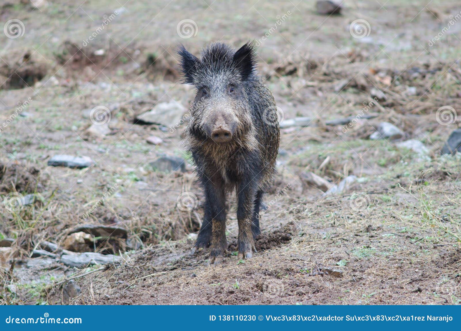 wild boar sus scrofa in the huerto del almez.