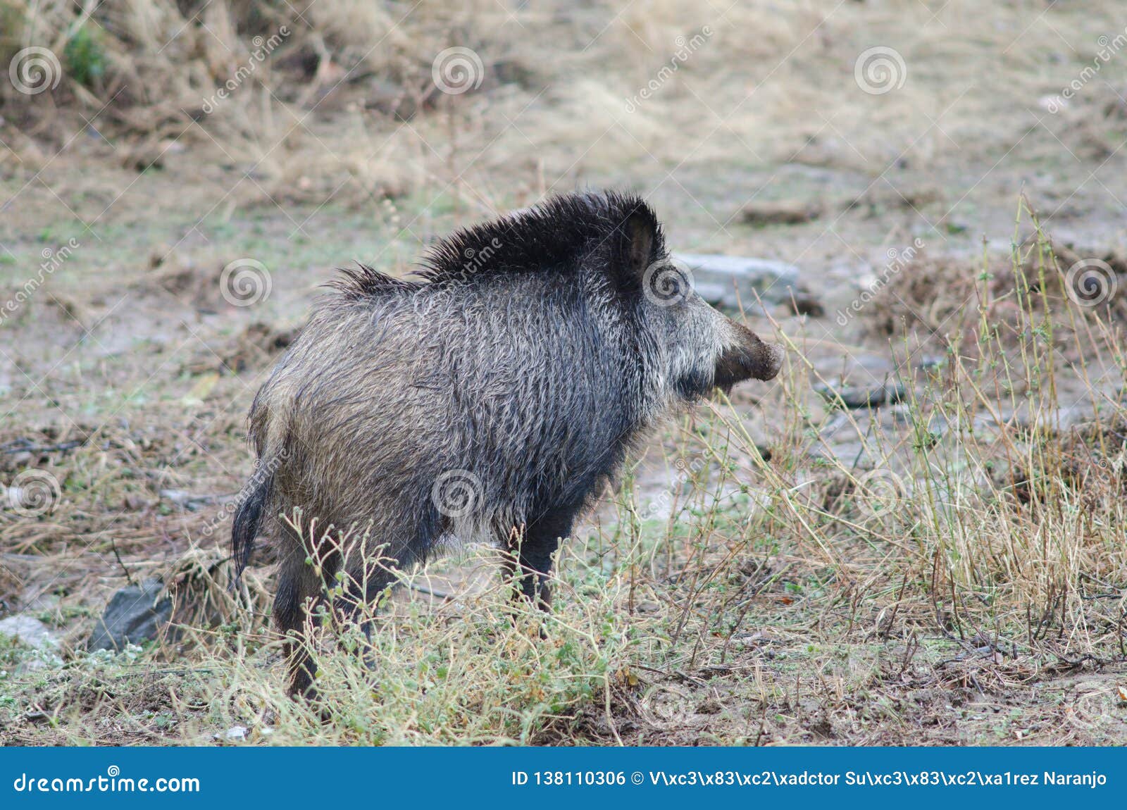 wild boar sus scrofa in the huerto del almez.