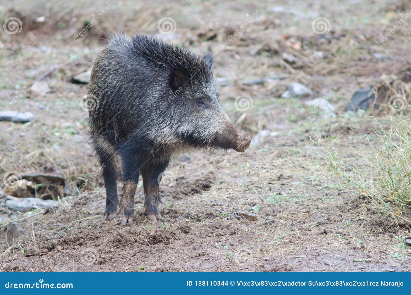 wild boar sus scrofa in the huerto del almez.