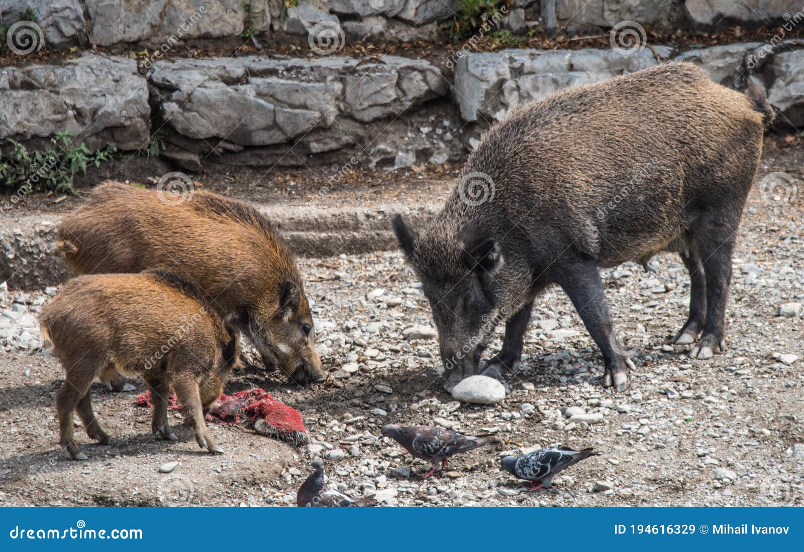 wild boar sus scrofa mother with piglets searching for food