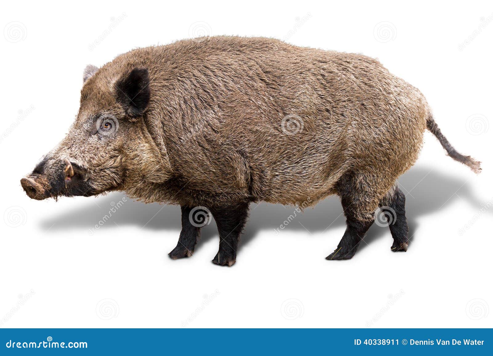 wild boar on white