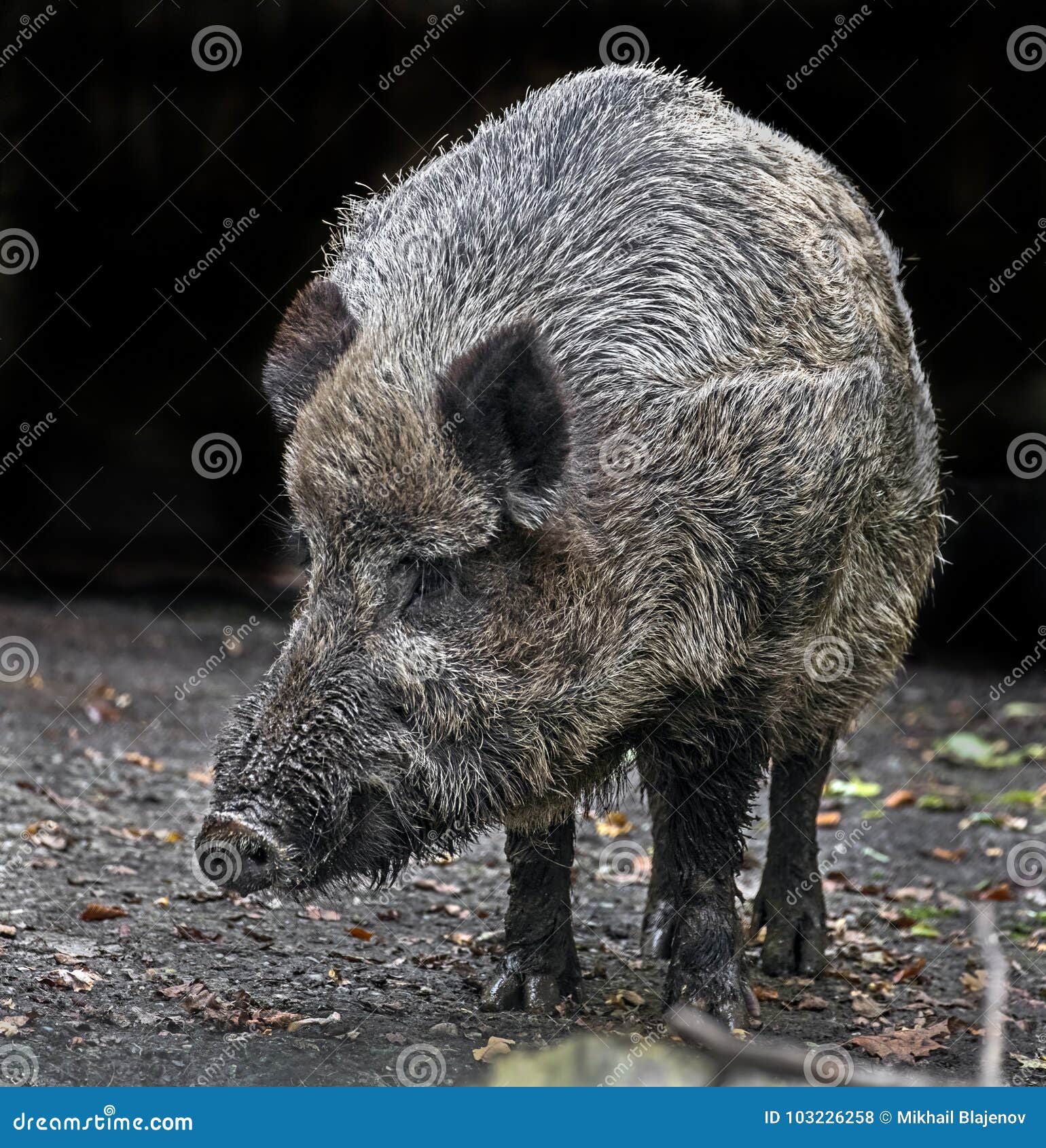 Wild boar 17 stock photo. Image of omnivorous, portrait 103226258