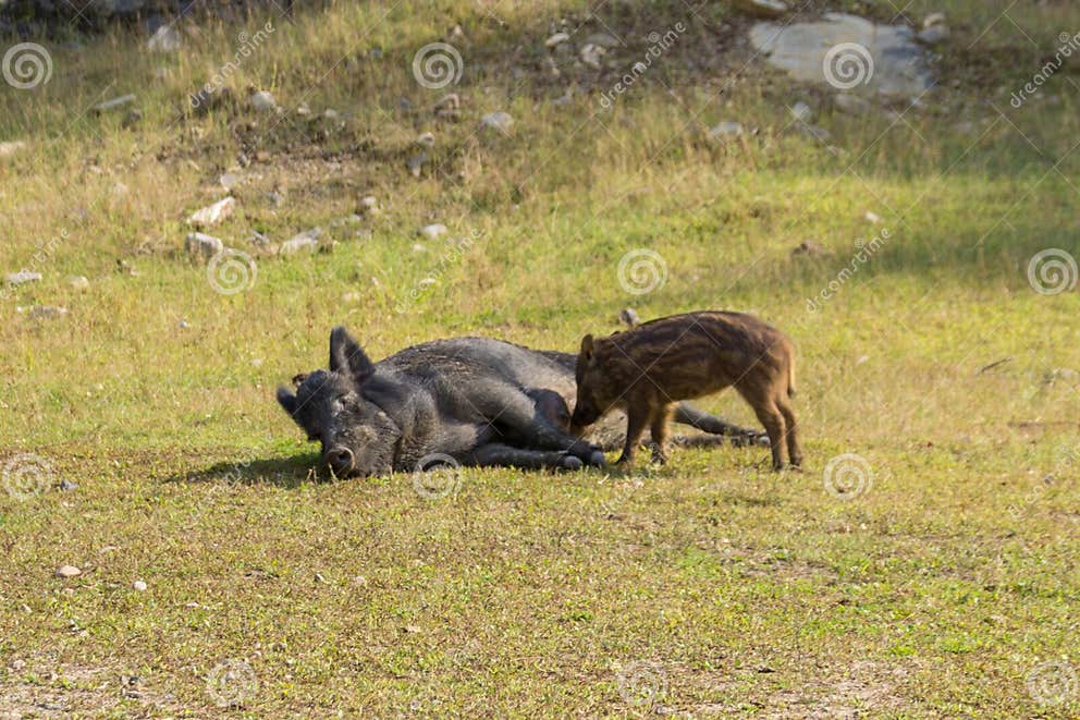 Wild Boars in Parc Omega Canada Stock Photo Image of boar, scene