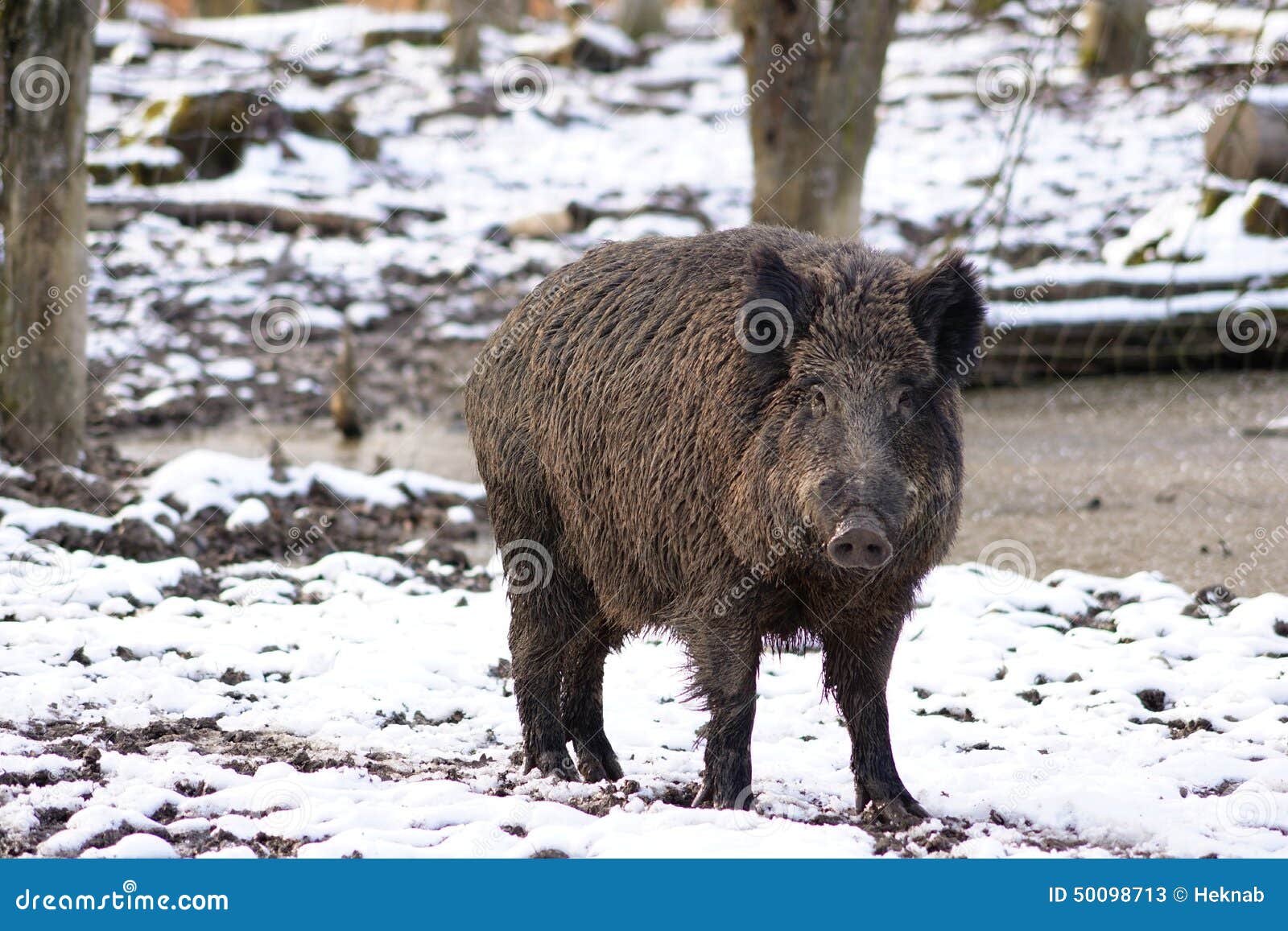 wild boars