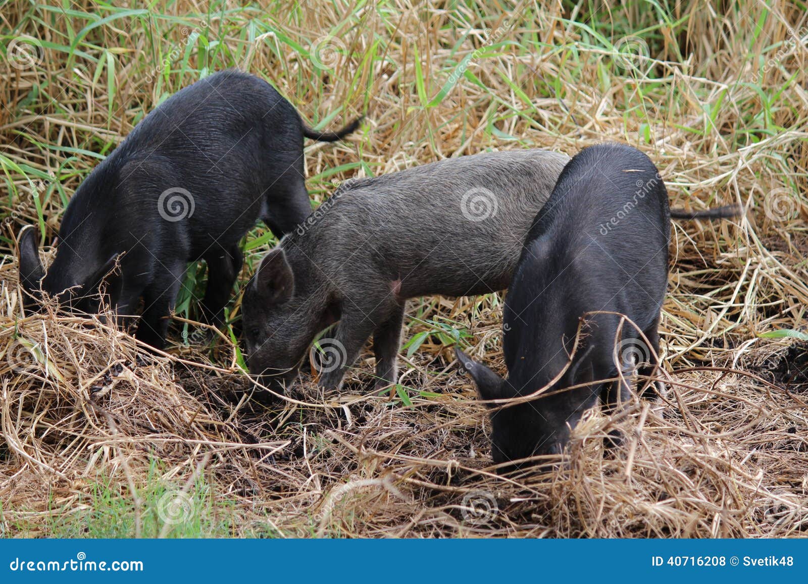 Wild boars stock photo. Image of wild, oahu, boar, male 40716208