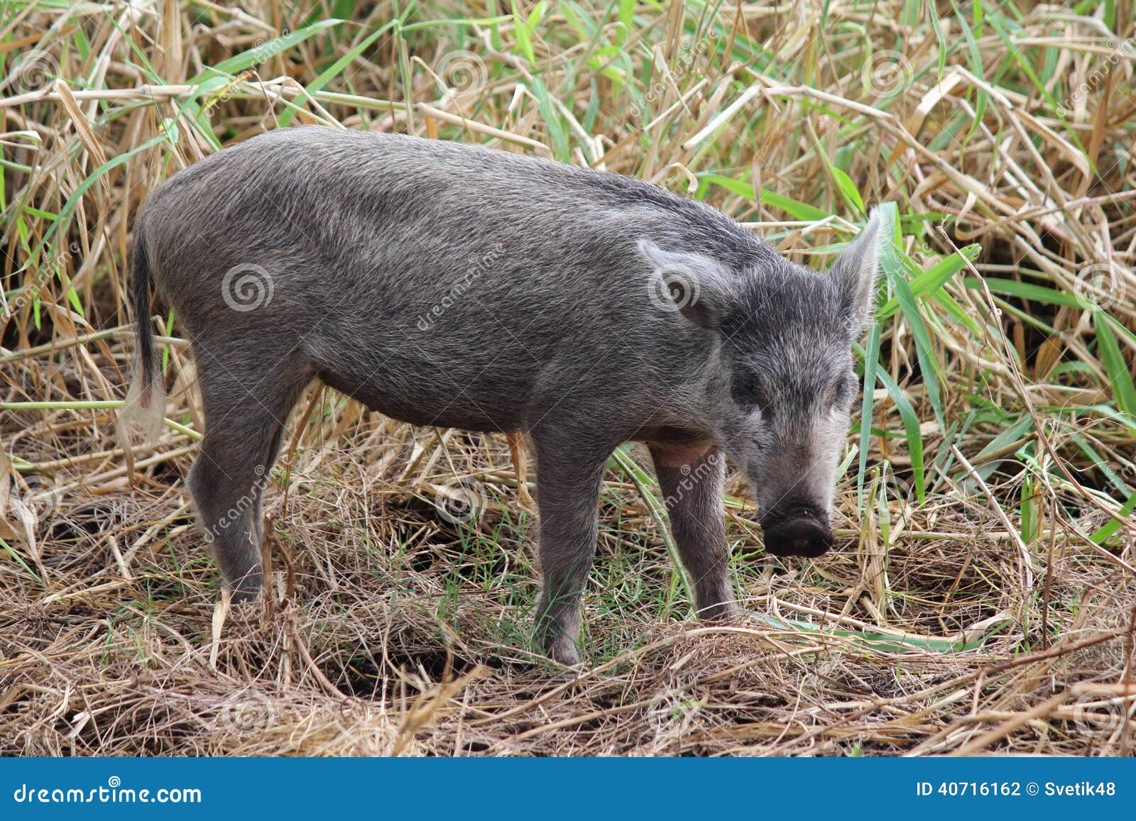 Wild boars stock photo. Image of wildpig, omnivorous 40716162