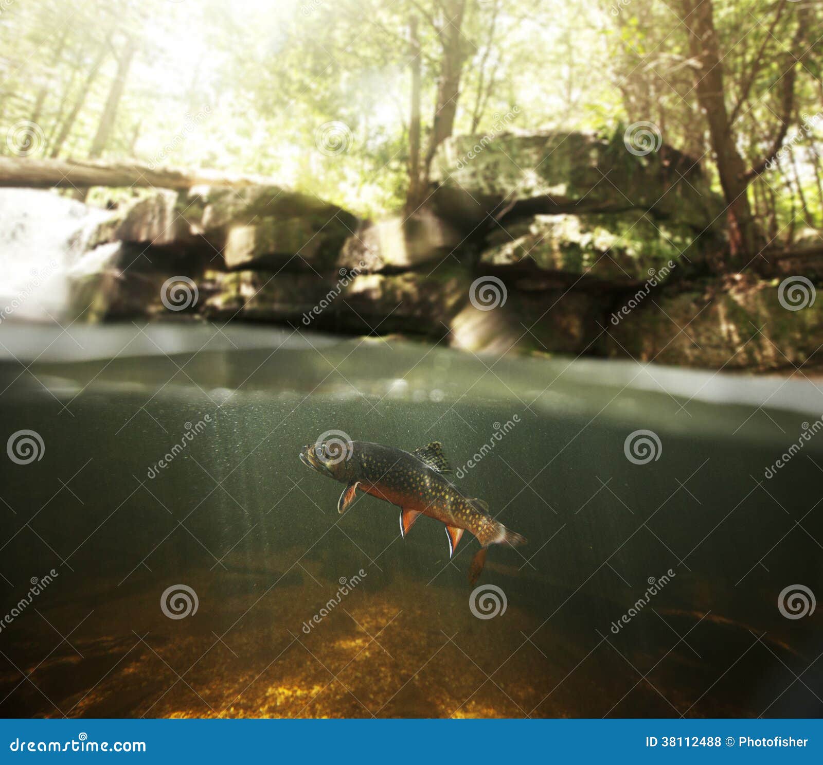 wild brook trout underwater