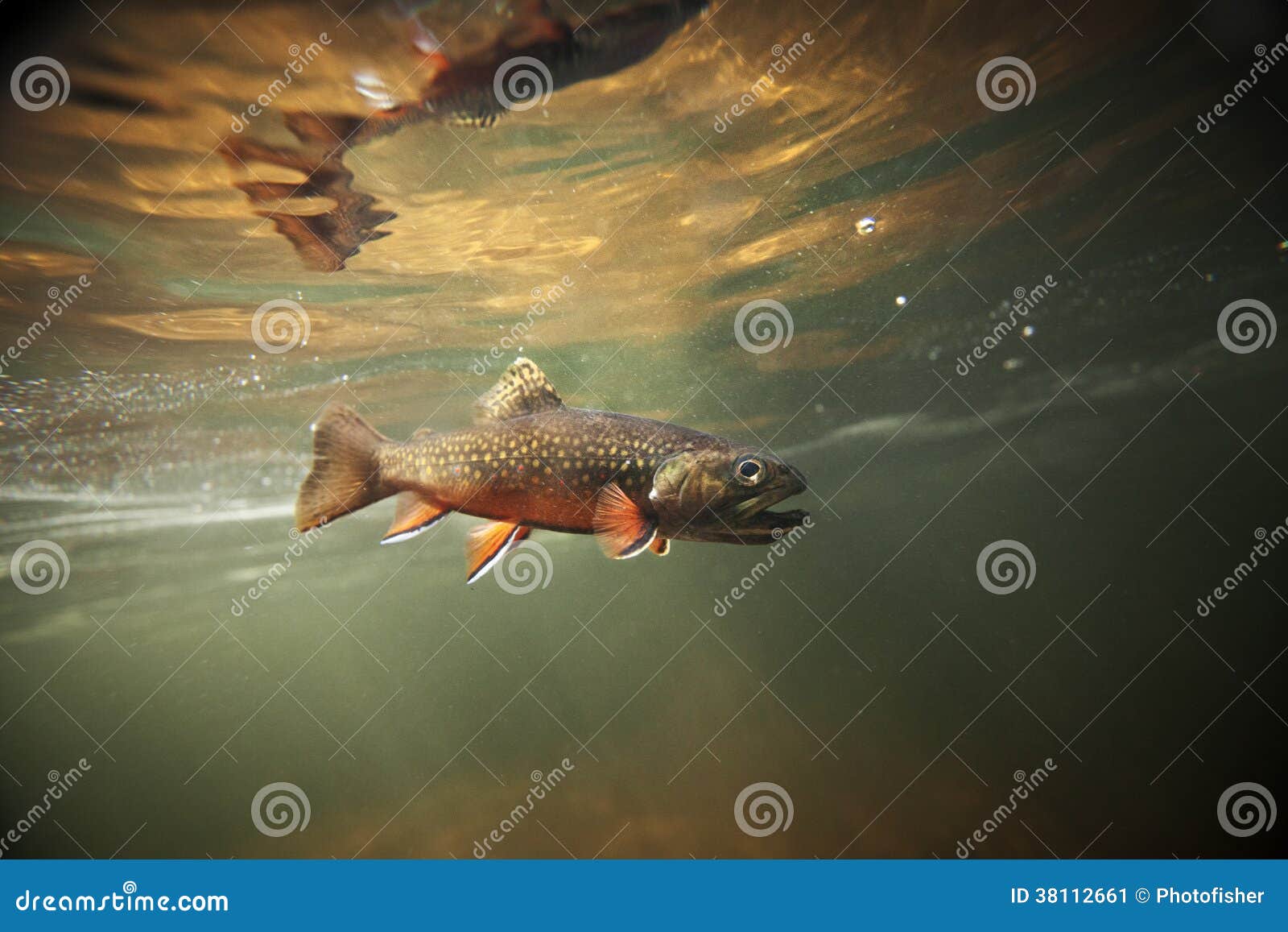 Wild Brook Trout Underwater Stock Image Image of beauty, fishing 38112661