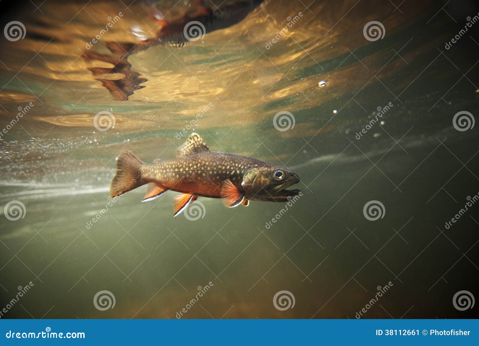 wild brook trout underwater