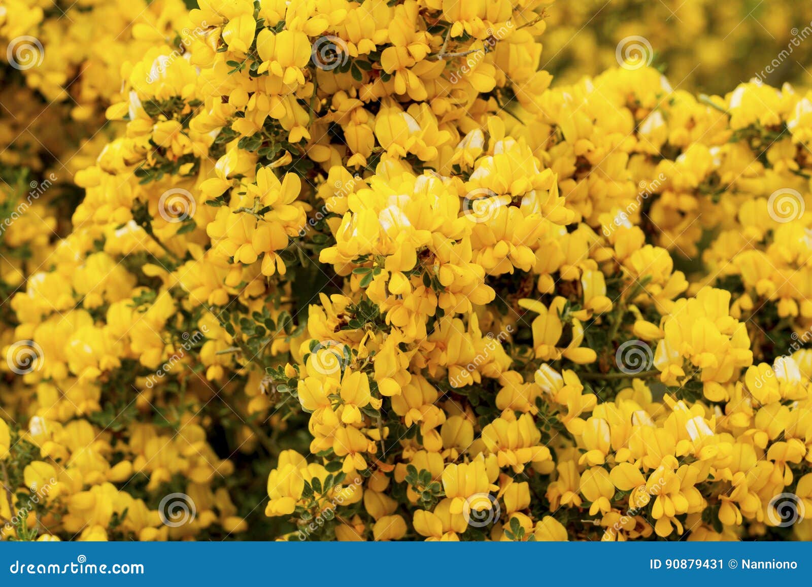 Wild broom stock image. Image of wild, leaf, yellow, design 90879431
