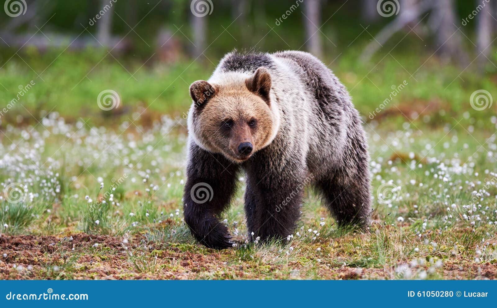 Wild brown bear. Young brown bear walking in finnish taiga