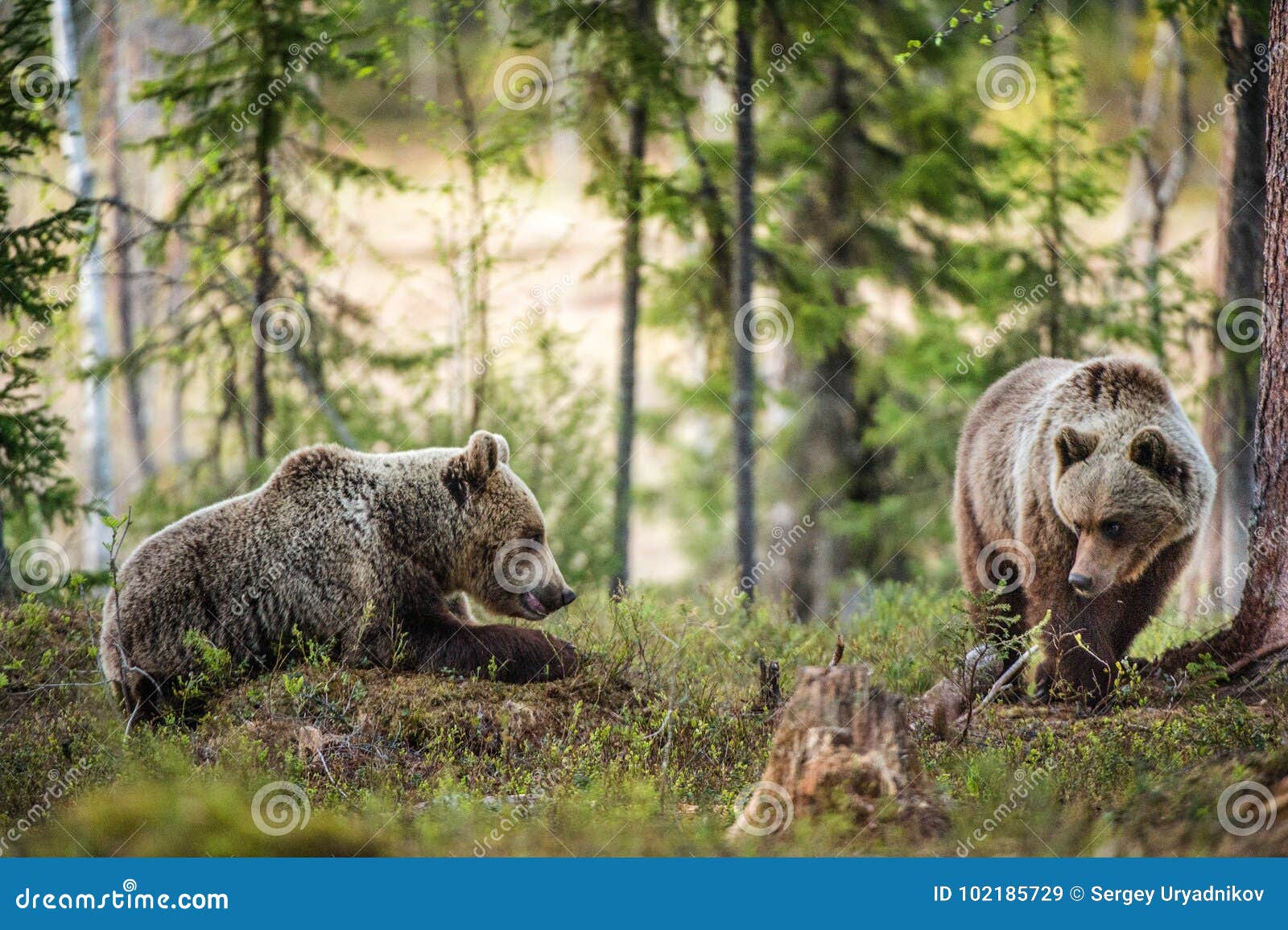 wild brown bears ursus arctos