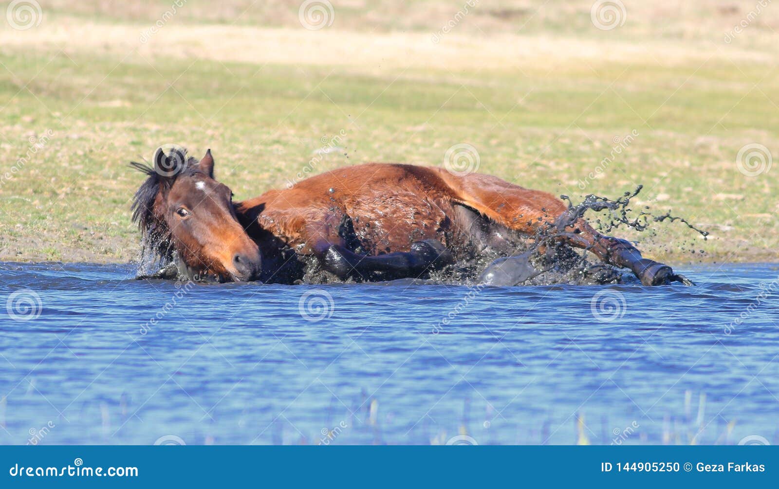 Wild Brown Horse Take a Bath in the Mud Stock Photo Image of farm, swimming 144905250