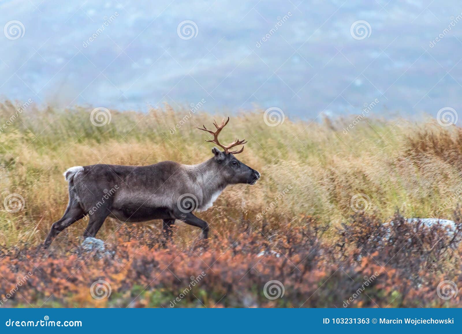 Wild brown reindeer stock image. Image of nord, claus - 103231363