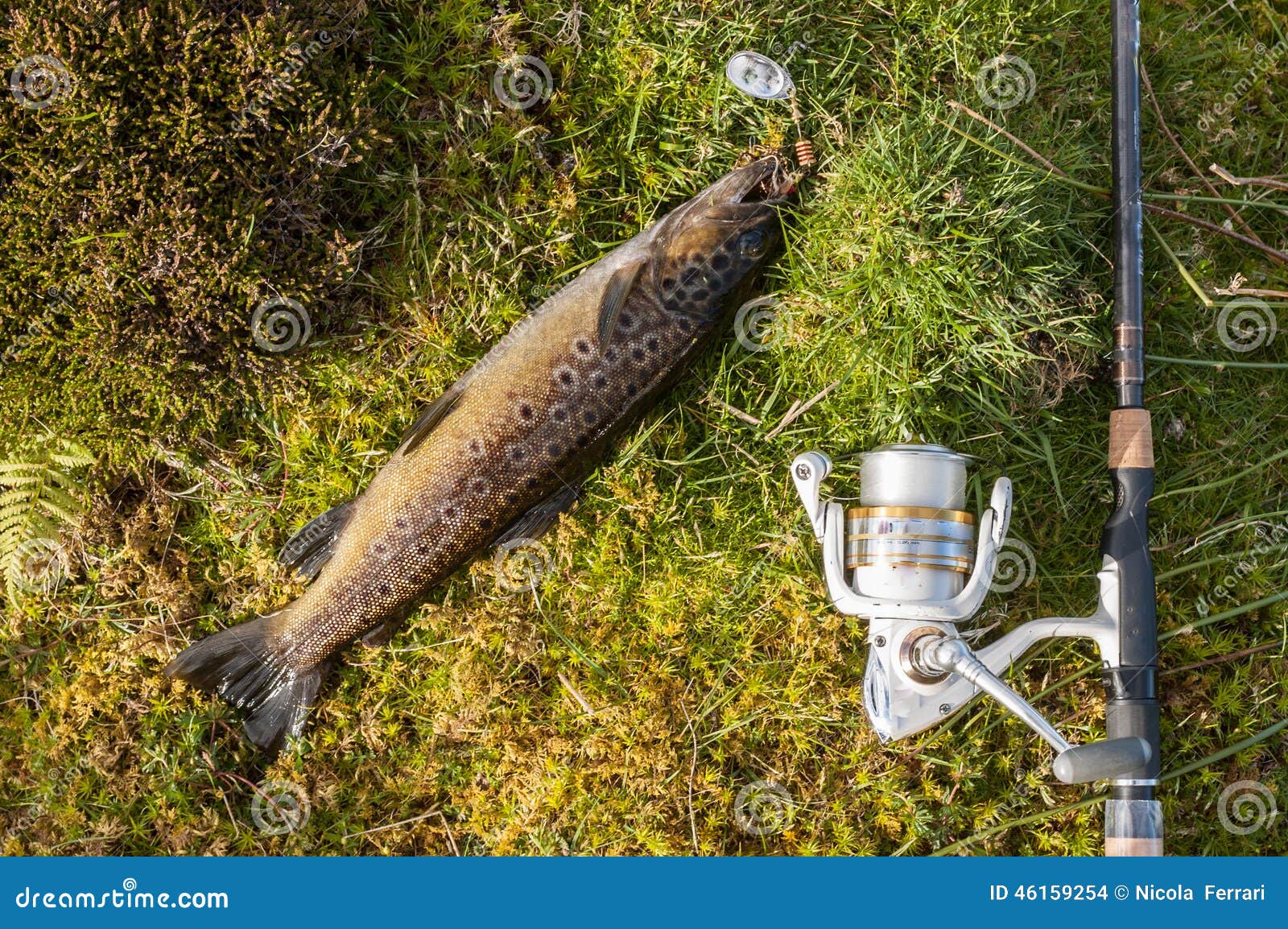 https://thumbs.dreamstime.com/z/wild-brown-trout-caught-spinner-rod-reel-laying-grass-next-to-fish-46159254.jpg