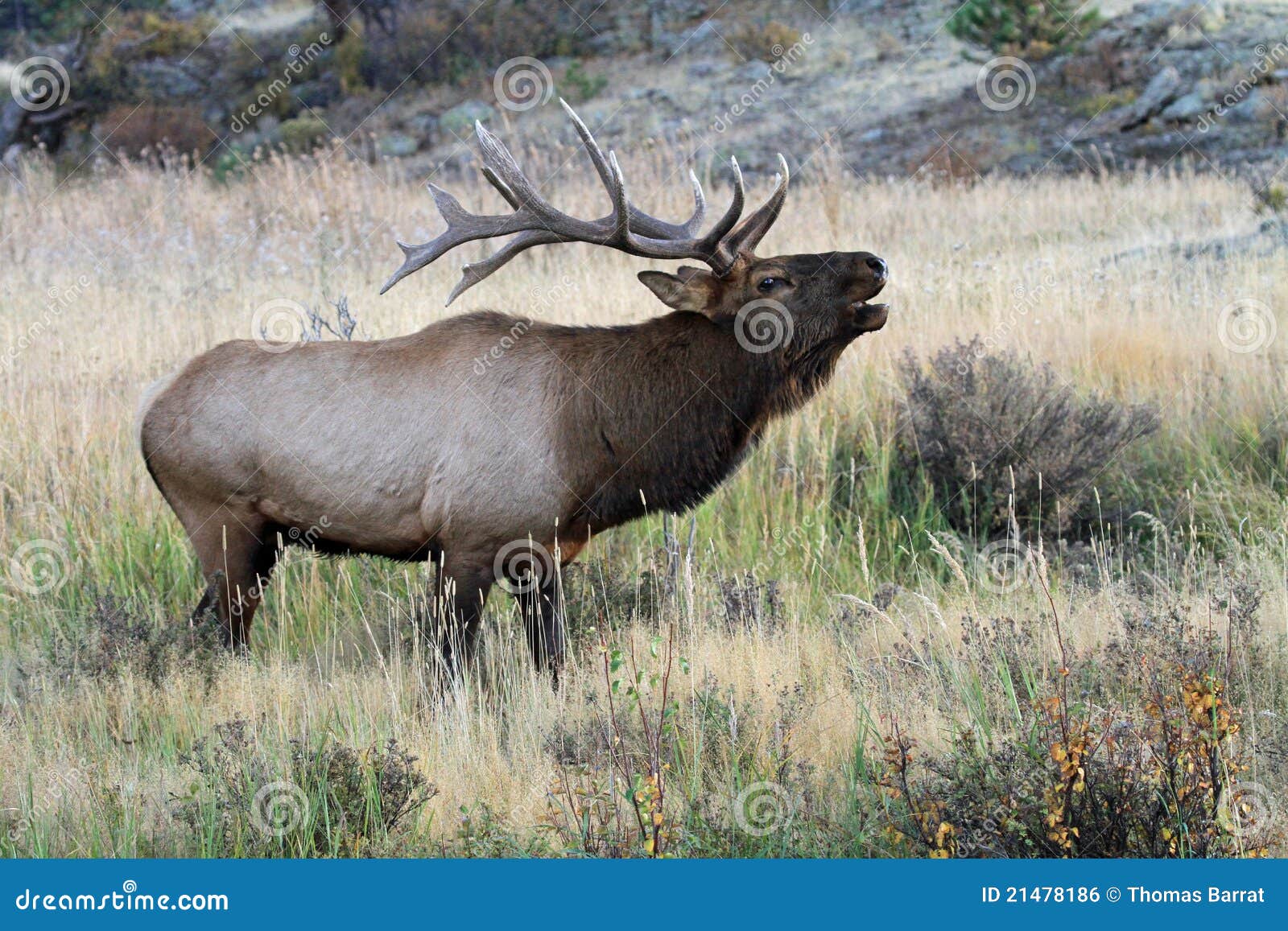 Wild bull elk bugling stock photo. Image of scenic, national 21478186
