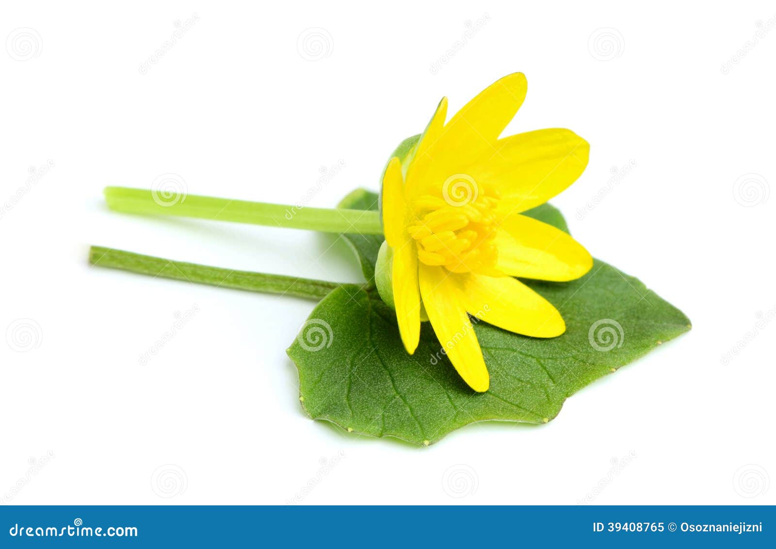Buttercup Ranunculus Medicinal Plant Spread Like A Weed RoyaltyFree