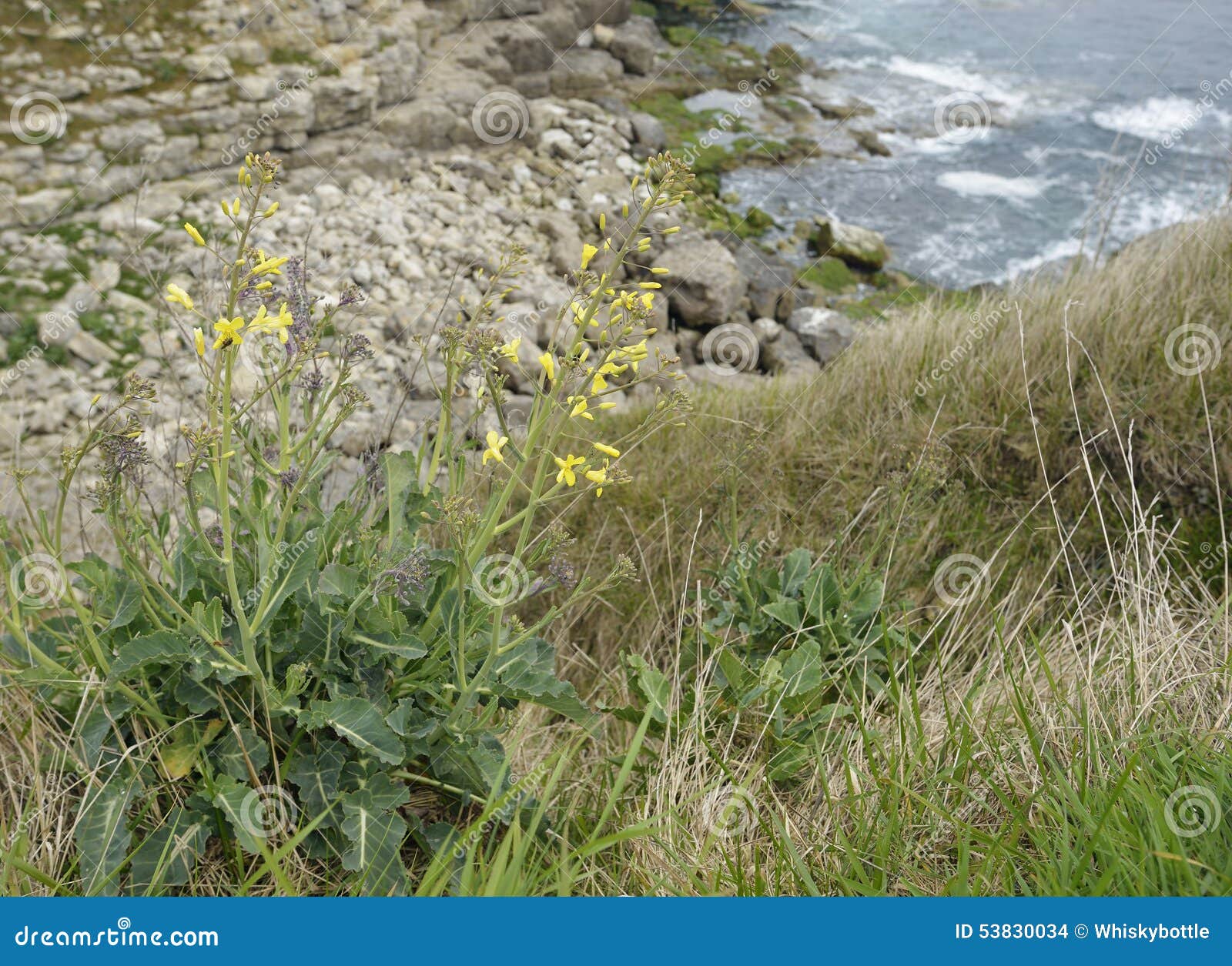 Wild Cabbage stock photo. Image of flower, brassicaceae 53830034