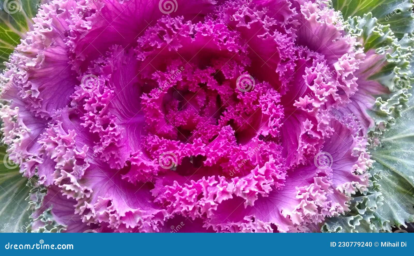Wild Cabbage Flower of Firlet Color Stock Photo Image of produce