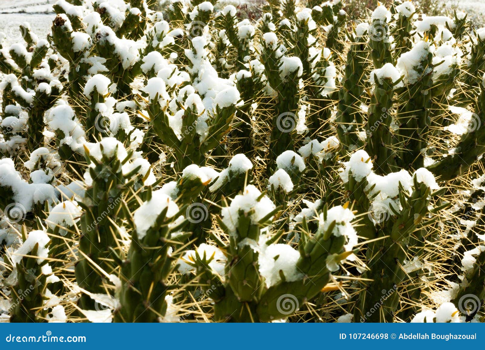 Cactus covered by snow stock photo. Image of desert 107246698