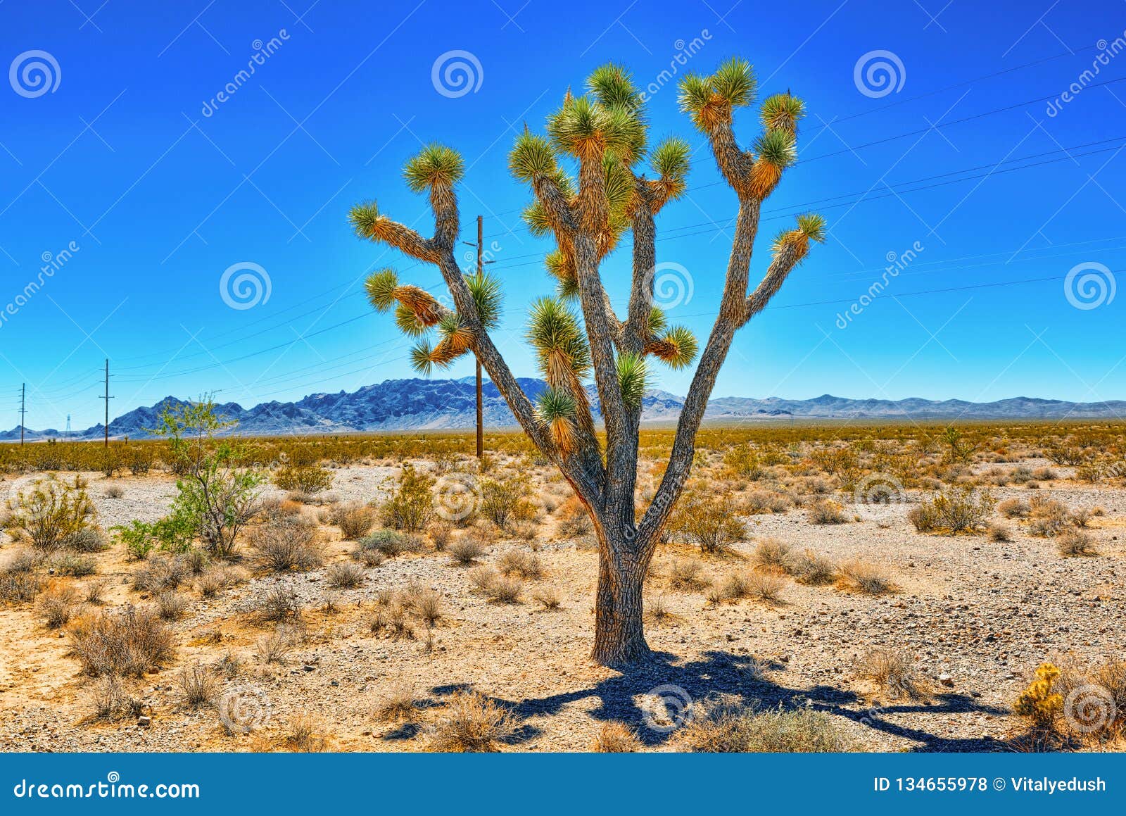 Wild Cactus  In Natural Habitat  Conditions Stock Photo 