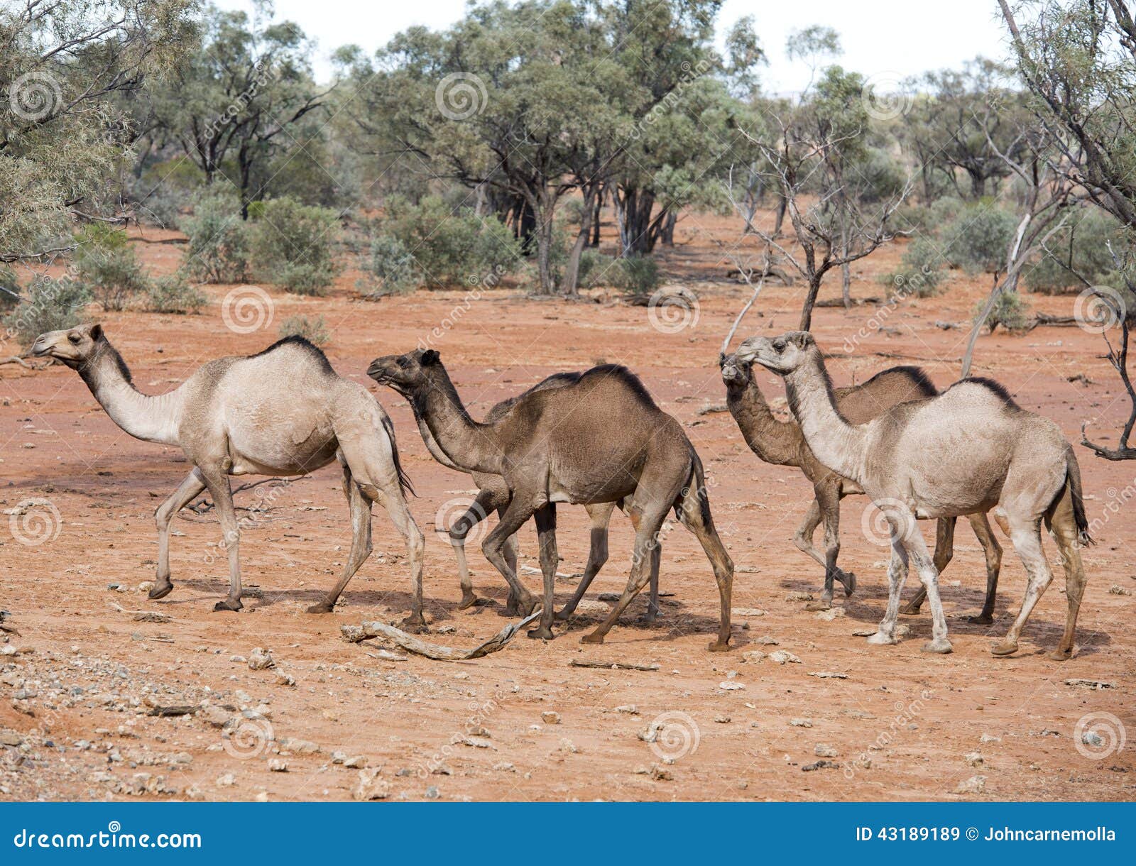 Wild camels stock image. Image of herd, wildlife, camels - 43189189