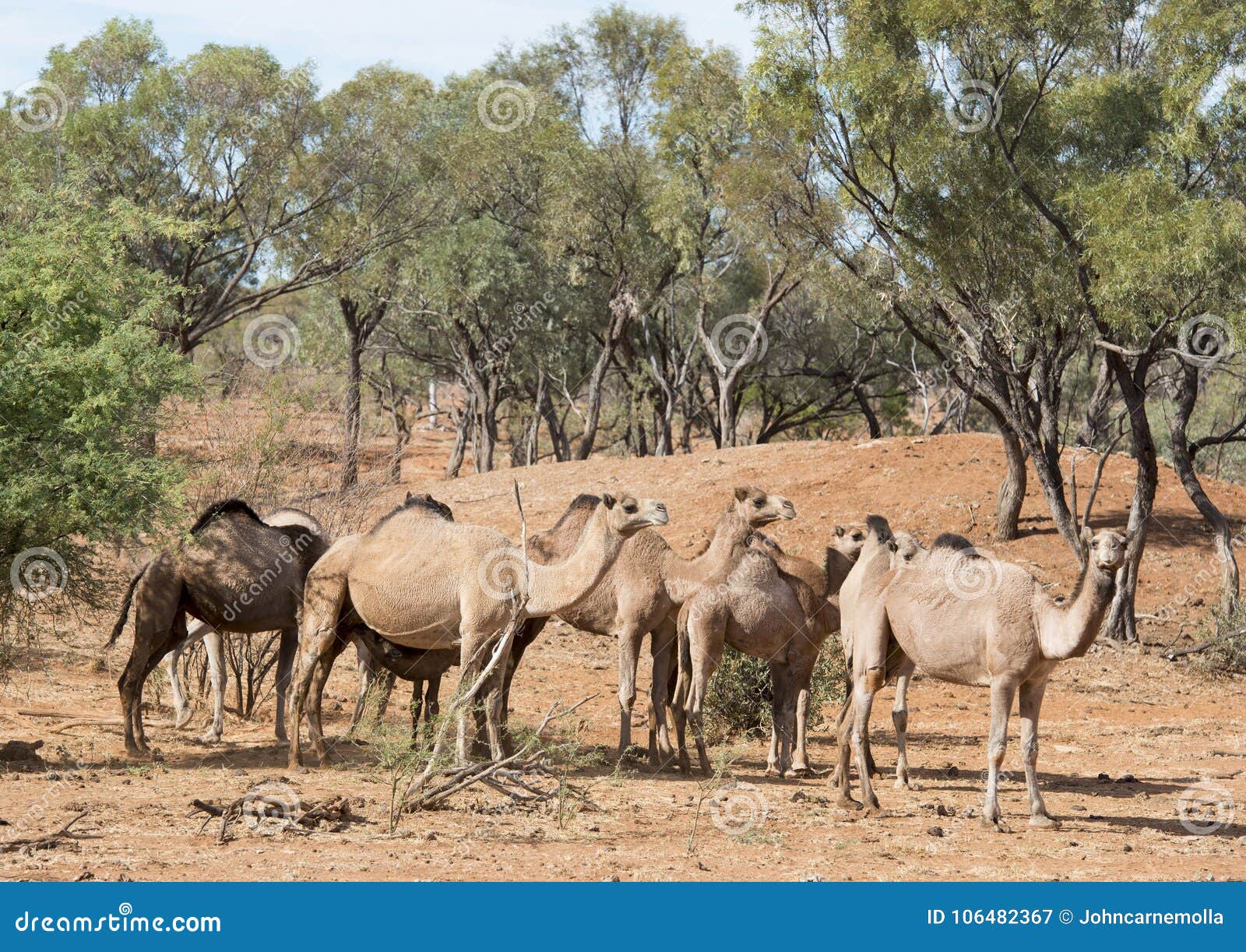Wild Camels In Outback Queensland Stock Image Image Of Animals Wild Camels In Outback Queensland Stock Image Image Of Animals