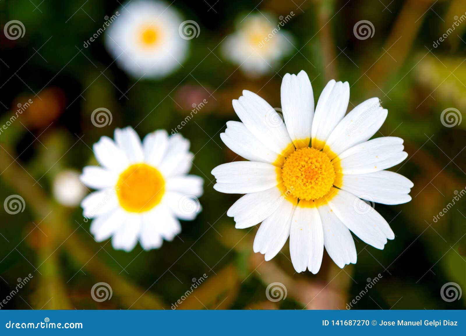 Wild Camomile Flowers Growing On The Meadow Stock Photo Image Of