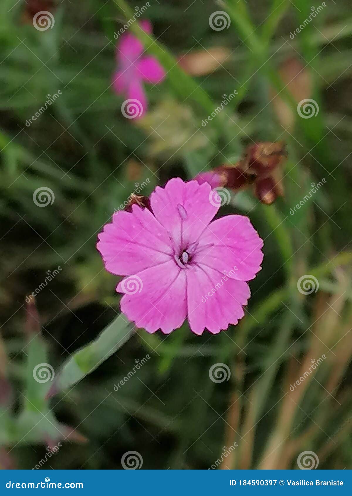 Wild Carnation in the Field Stock Image Image of pink, nature 184590397