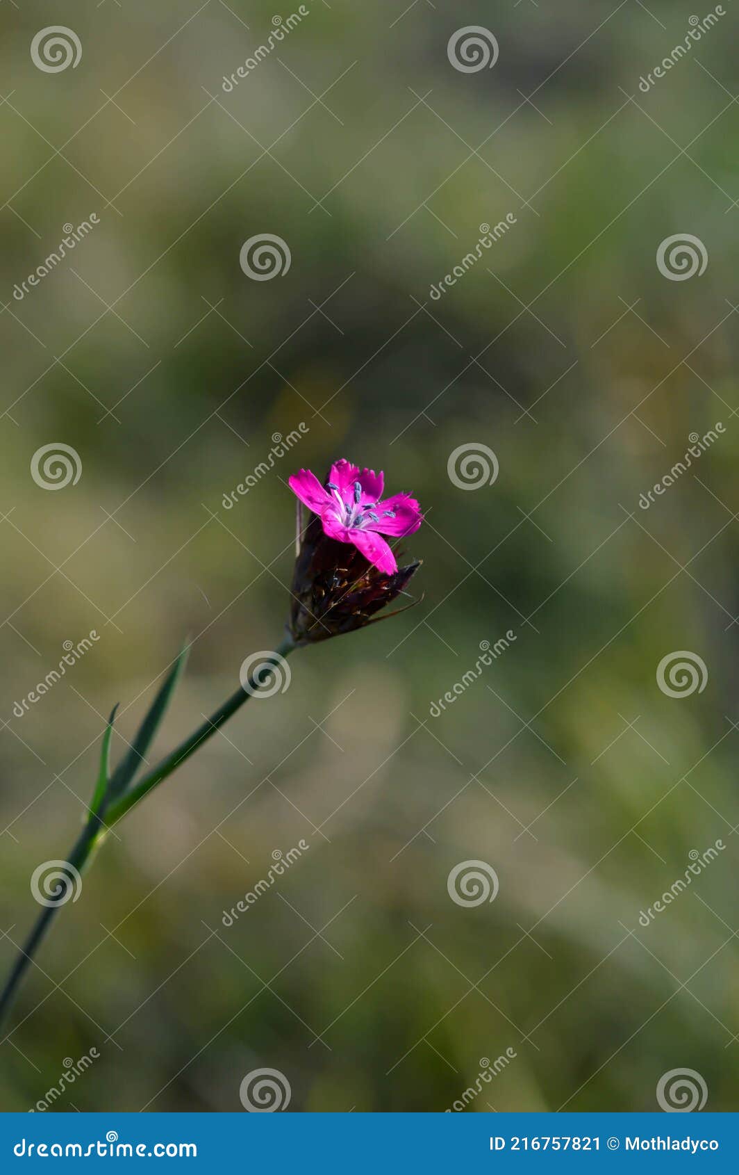 Wild Carnation Flower in Nature Stock Image Image of wildlife