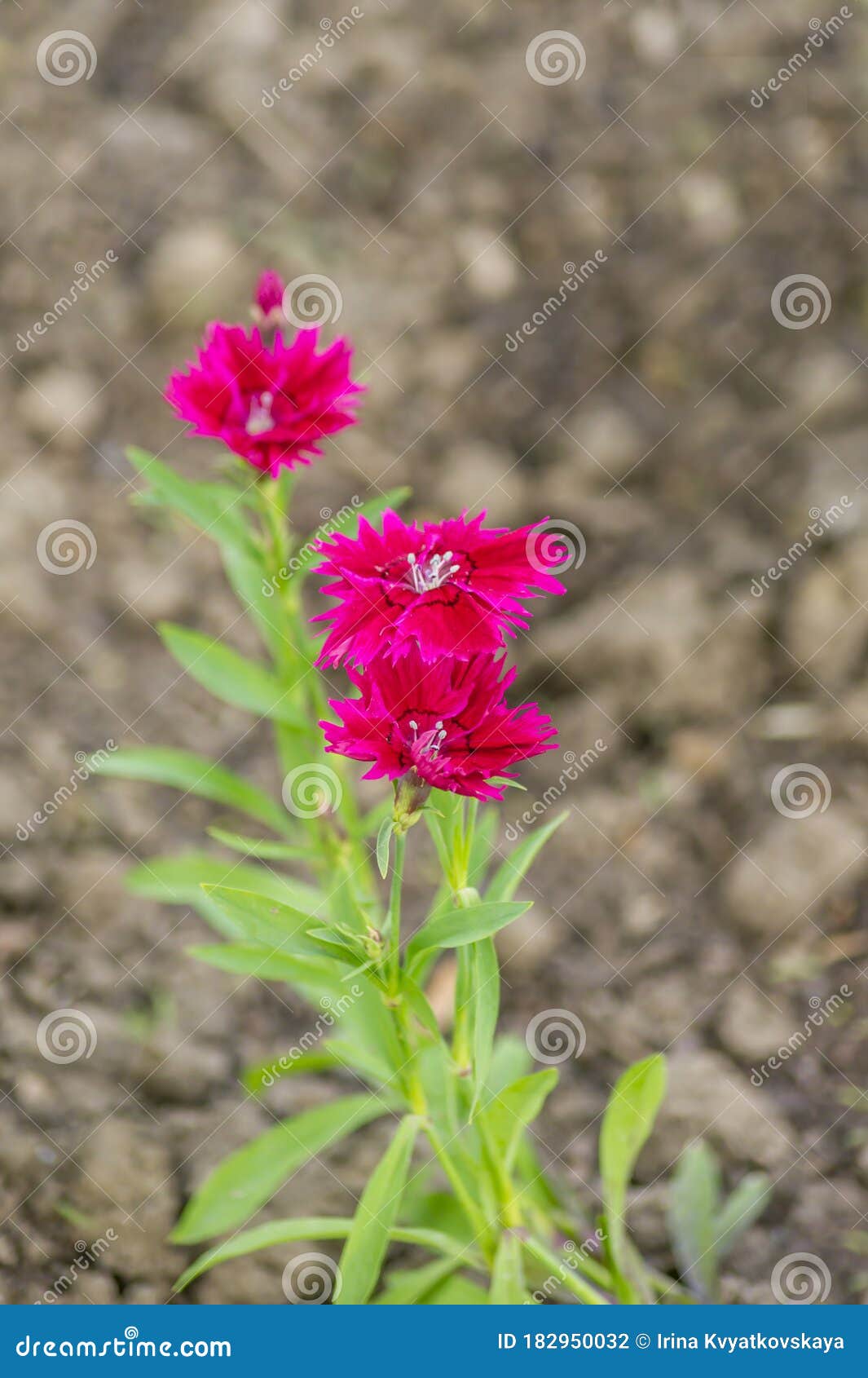 Wild Carnation in the Garden Stock Photo Image of present, bloom