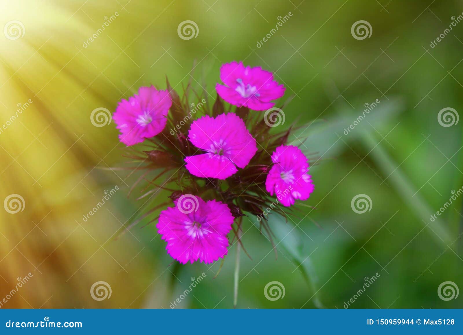 Wild Carnations in the Light of the Sun Stock Photo Image of floret