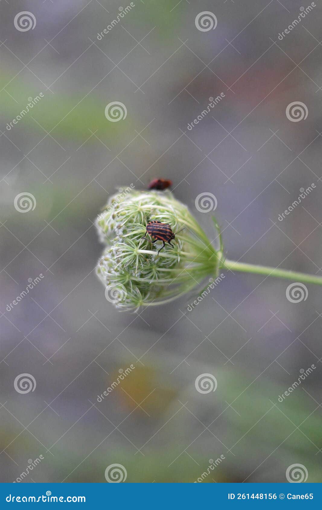 wild carrot (daucus carota subsp. carota) with strip bugs (graphosoma lineatum)
