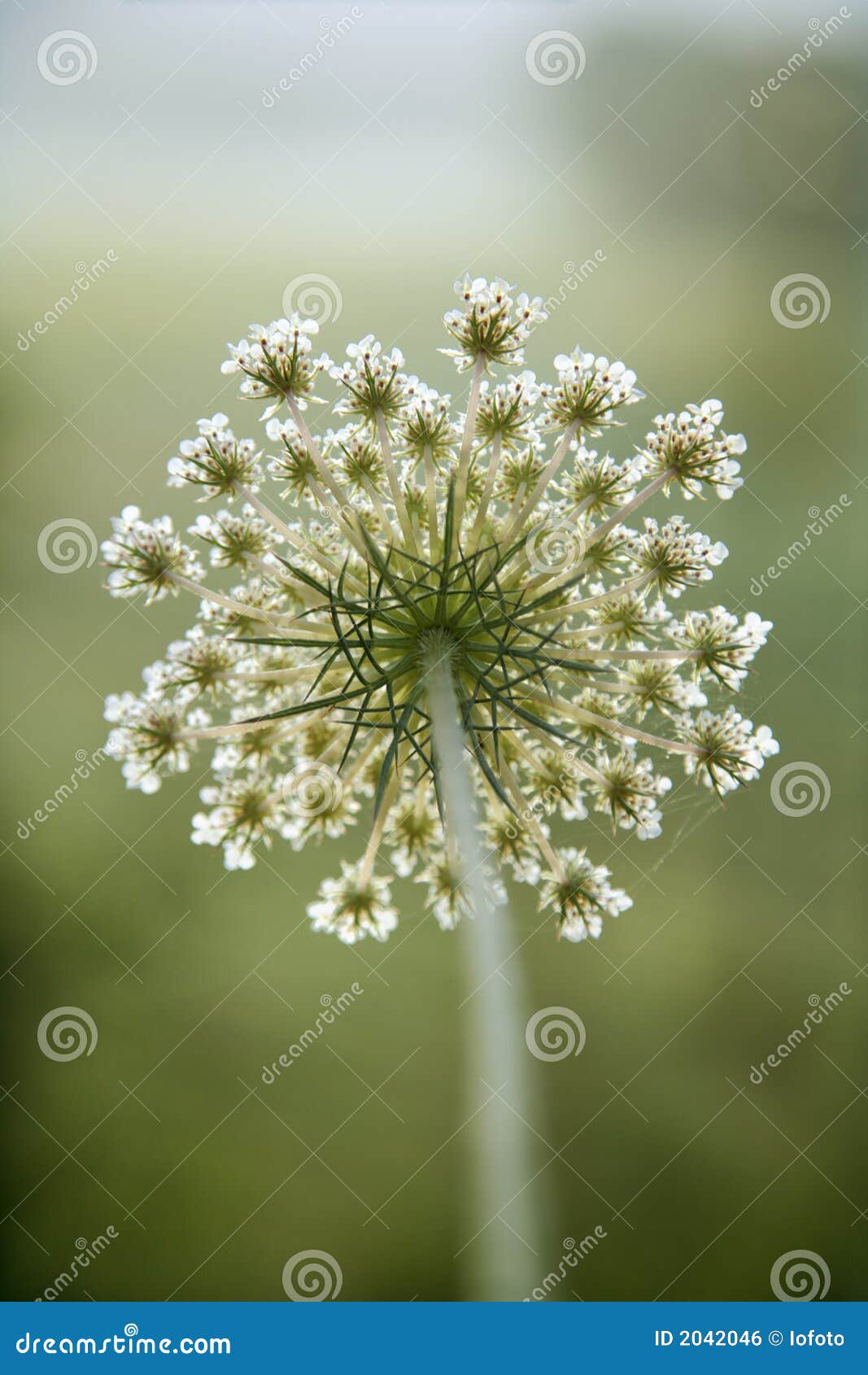 Wild carrot flower. stock photo. Image of vertical, tuscany 2042046