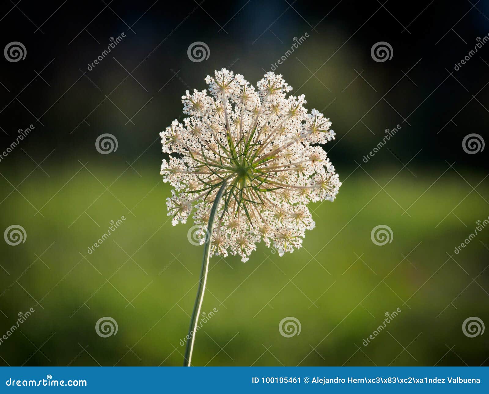 Wild carrot flower stock image. Image of natural, closeup 100105461