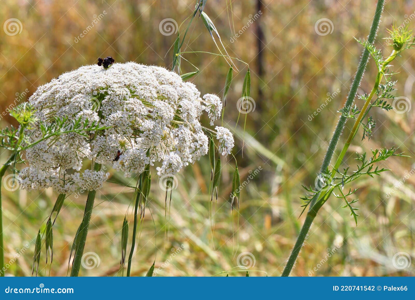 wild carrot white flowering plant. daucus carota, apiaceae. macro