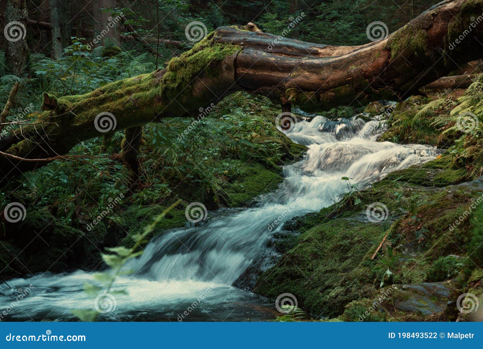Wild Cascade River Situated In Cold Evening Forest Mountain Environment